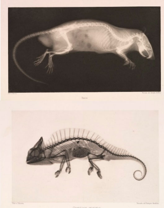 CamaleonRataRX